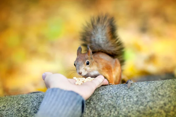 Man feeds squirrel — Stock Photo, Image