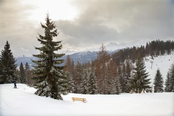 Foresta nelle Alpi austriache — Foto Stock