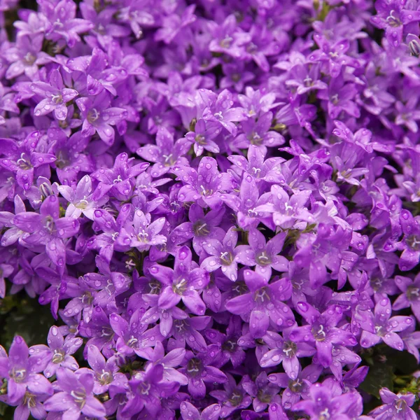 Bakgrund med lila campanula blommor — Stockfoto