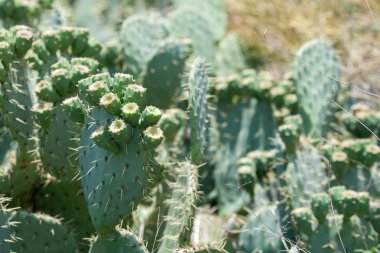 Adible etli çalılar