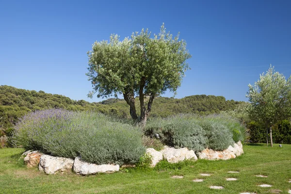 Olive tree in the field — Stock Photo, Image