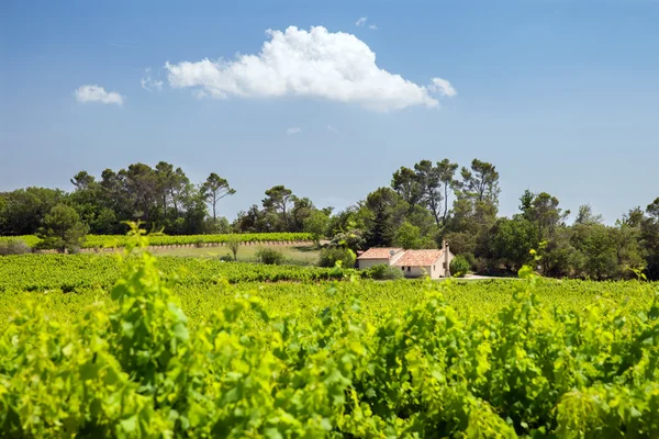 House with vineyard, Rhone valley — Stock Photo, Image