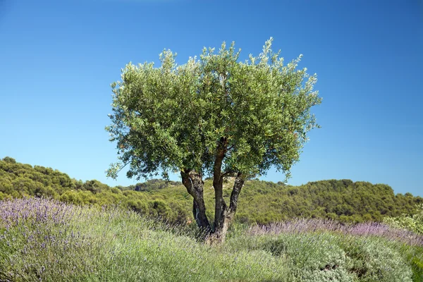 The olive tree in the field — Stock Photo, Image