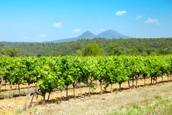 Landscape with vineyard  at summer — Stock Photo, Image