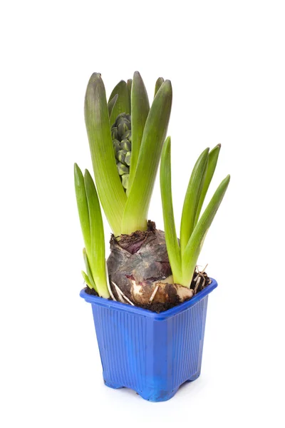 Florecer el jacinto en una olla — Foto de Stock