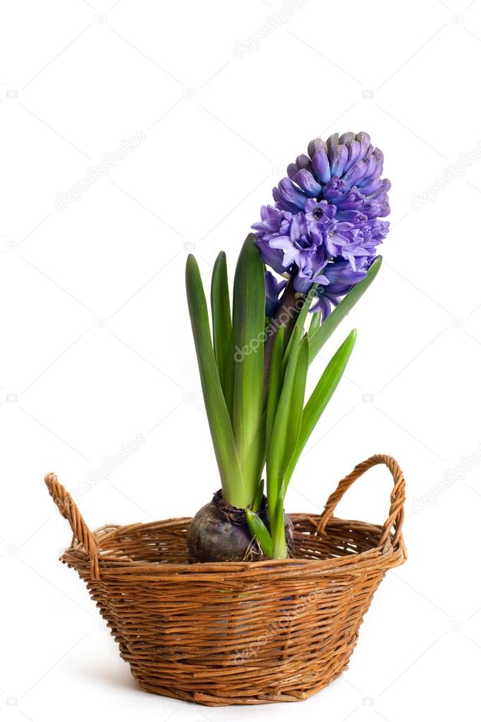 Blue hyacinth in a wicker basket