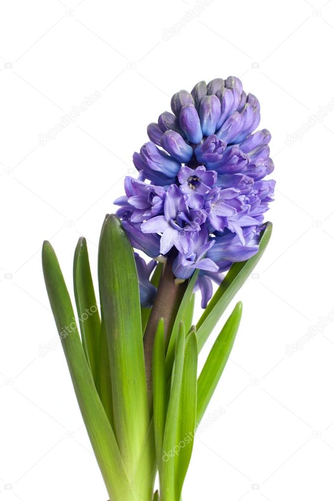 Flor de jacinto azul fotos de stock, imágenes de Flor de jacinto azul sin  royalties | Depositphotos