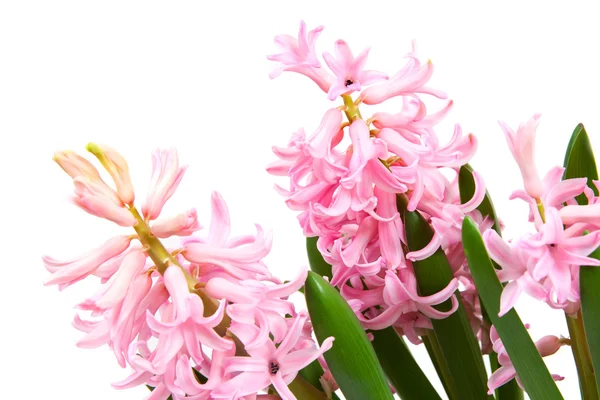 Цветы розового гиацинта — стоковое фото