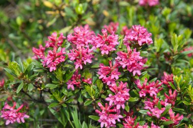 çiçek açan orman gülleri yakın çekim