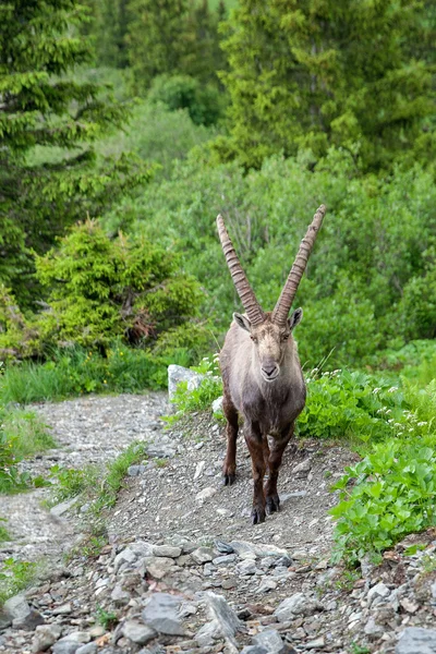 Adult ibex stands on mountain path — Stock Photo, Image