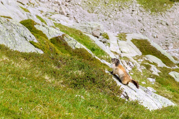 Marmot in the mountains — Stock Photo, Image