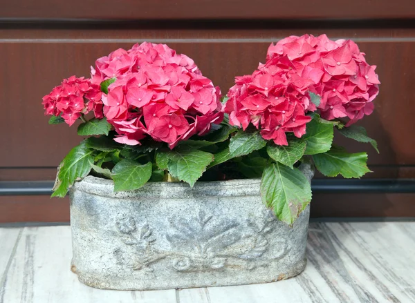 Flores rojas de hortensia — Foto de Stock