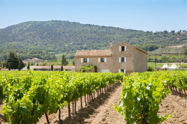 Bright rows of vines — Stock Photo, Image