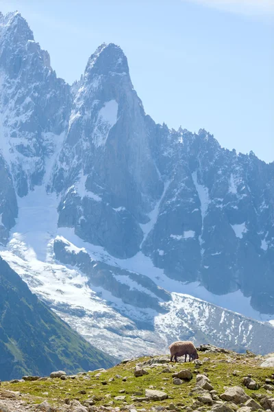 Einzelne Schafweide auf der Bergwiese — Stockfoto