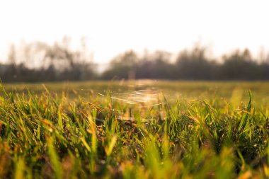  Akşamları çimlerin üzerinde güzel örümcek ağı