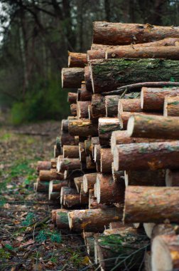  Sonbaharda kereste ormanda uzanıyor.