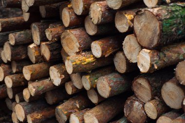  Sonbaharda kereste ormanda uzanıyor.