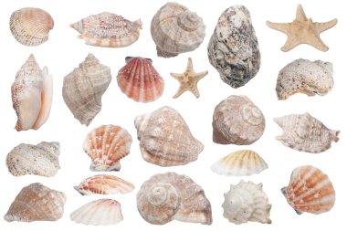  Beyaz arka planda izole edilmiş birçok güzel deniz kabuğu var.