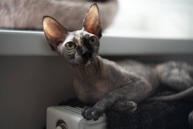  Yeşil gözlü Kanadalı sfenks kedisi kedilerin sıcak evinde yatıyor.