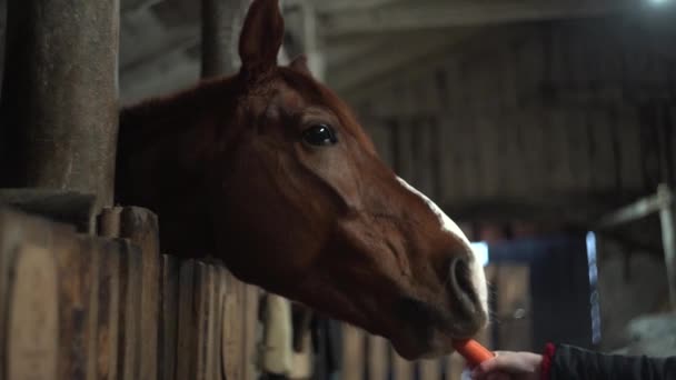 Cavalo nas cenouras alimentadas à mão estáveis — Vídeo de Stock