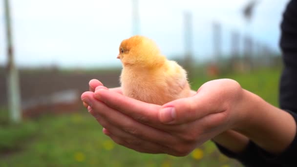Pollo appena nato in mano. pulcino su un primo piano di una palma umana, su uno sfondo sfocato. — Video Stock