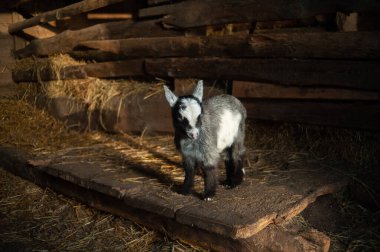 Ahırdaki siyah ve şirin çocuk. Keçiler samanlıkta.