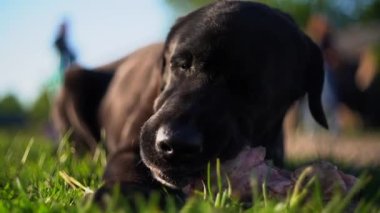  Siyah labrador av köpeği yazın çimlerin üzerinde et yiyor.