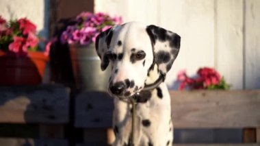 Dolmatina köpek yavrusu çiftlikteki güzel çiçeklerin yanında oturuyor.