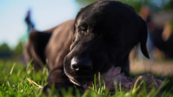 Czarny pies labrador retriever jedzący mięso latem na trawie — Wideo stockowe