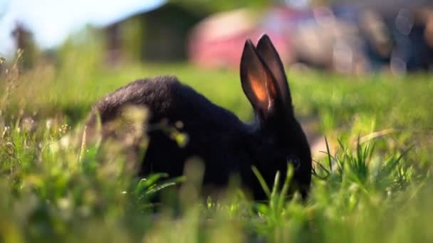 Kelinci hitam makan rumput di halaman — Stok Video