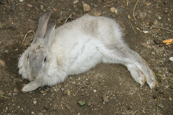 休日ふわふわバニー — ストック写真