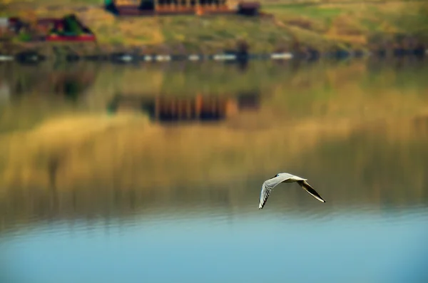 En fiskmås flyger över sjön — Stockfoto