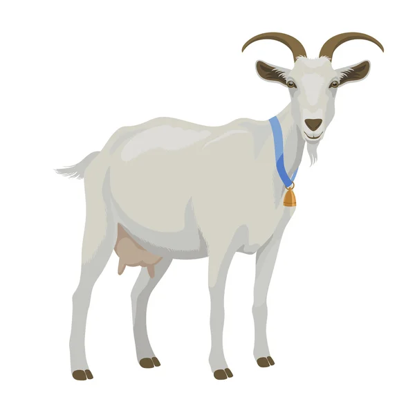 Beyaz Keçi, yan görünüm, izole