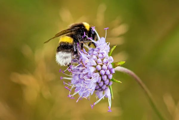 Hummel bei der Arbeit — Stockfoto