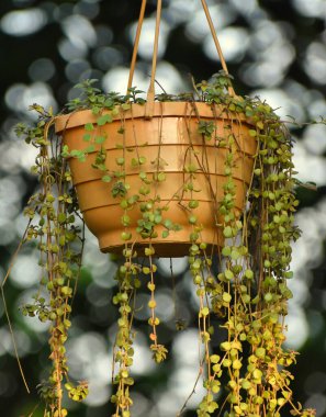 Çiçek saksısı, saksı, saksı ya da alternatif olarak saksı, çiçekler ve diğer bitkilerin bulunduğu bir kaptır.