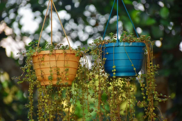 播种机 播种机或交替种植花盆是一个盛放鲜花和其他植物的容器 — 图库照片