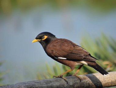 Myna (Acridotheres tristis), Sturnidae familyasından Asya 'ya özgü bir Myna türü..