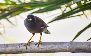 Myna (Acridotheres tristis), Sturnidae familyasından Asya 'ya özgü bir Myna türü..