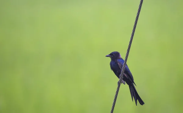Kara Kuş topraklama kablosunda oturuyor