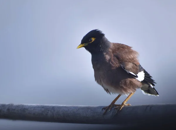 Myna Commune Myna Indienne Acridotheres Tristis Parfois Orthographiée Myna Est — Photo