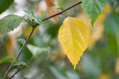 Sarı renkli amber yaprağı. Güzel yaratıcı çekim..