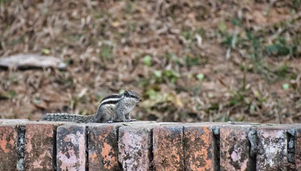 Gli Scoiattoli Sono Membri Della Famiglia Sciuridae Una Famiglia Che — Foto Stock