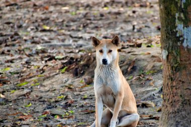 Hint dışlanmış köpeği, Hindistan 'ın yerli köpeği veya INDog, Güney Asya' nın pye köpeği ve Desi Köpeği olarak da bilinir..