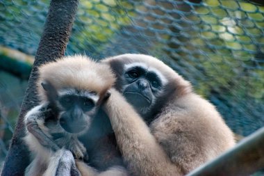 Birbirini kollayan iki şirin maymun..