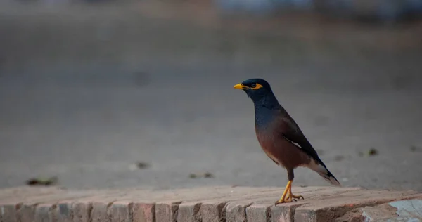 Myna Est Oiseau Famille Des Étourneaux Sturnidae — Photo