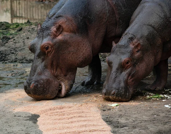 Hippopotamus, su aygırı amfibisinin yakın çekimi.