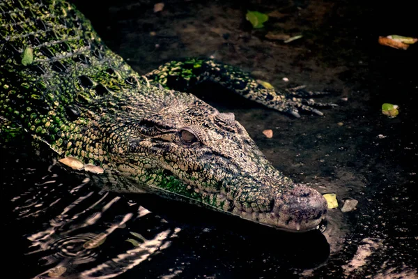 Krokodilok Crocodylinae Alcsalád Vagy Igazi Krokodilok Nagy Félvízi Hüllők Amelyek — Stock Fotó