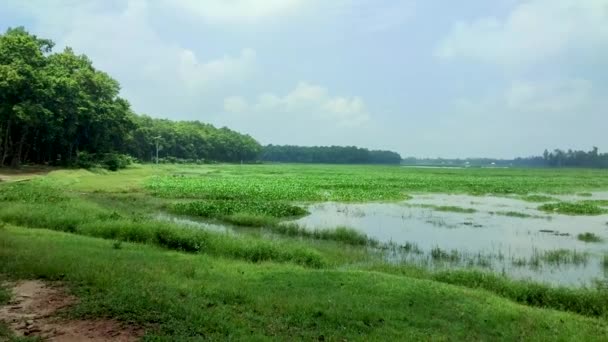 Natürliche Landschaftsaufnahme Eines Sees Bangladesch Die Schönheit Der Natur — Stockvideo