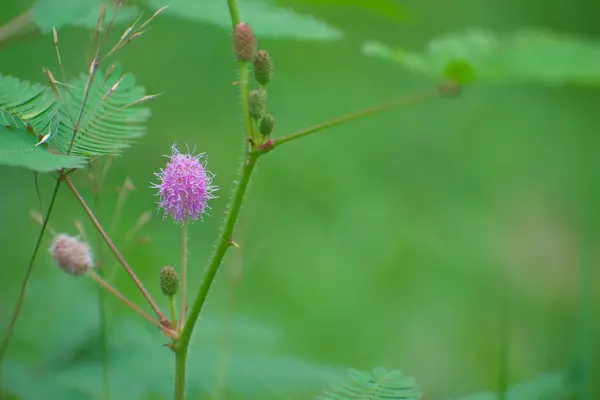 Mimosa pudica çiçeği. Hassas ağaç, uykulu bitki, aksiyon ağacı, bana dokun-ma, utanç bitkisi..