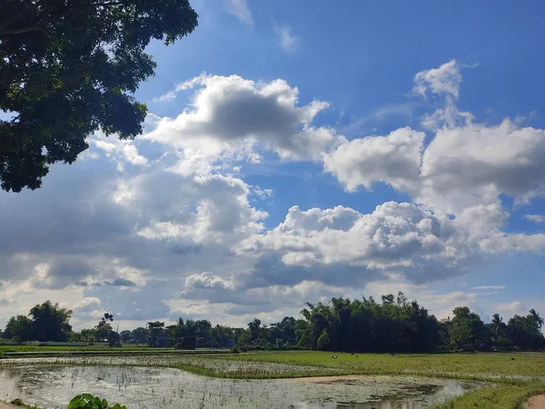 Reisfeldlandschaft Mit Blauem Himmel Und Wolken — Stockfoto